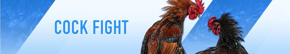 Cockfight Betting Banner